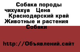 Собака породы чихуахуа › Цена ­ 10 000 - Краснодарский край Животные и растения » Собаки   